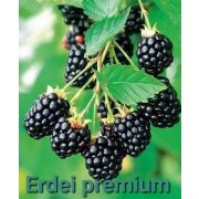 Kézműves Székely cukormentes lekvár - FEKETE SZEDER 310 g - 100 % gyümölcs, édesítőszer nélkül, sűrítőanyag nélkül