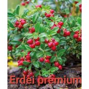 Kézműves Székely cukormentes lekvár - ERDEI VÖRÖS ÁFONYA 310g - 100 % gyümölcs, édesítőszer nélkül, sűrítőanyag nélkül