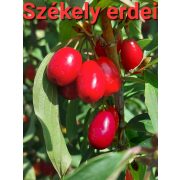 Kézműves Székely cukormentes lekvár - ERDEI SOM 310g - 100 % gyümölcs, édesítőszer nélkül, sűrítőanyag nélkül
