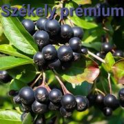Kézműves Székely cukormentes lekvár - FEKETE BERKENYE 310 g - 100 % gyümölcs, édesítőszer nélkül, sűrítőanyag nélkül