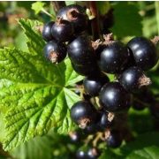 Kézműves Székely FEKETE RIBIZLI LÉ, (szörp) cukormentes  -  500ml üveges - prémium, édesítőszer mentes