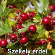 Kézműves székely ERDEI GALAGONYA LÉ (szörp) cukormentes  - 500ml üveges - prémium, édesítőszer mentes