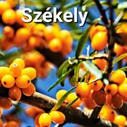 Kézműves székely cukormentes VELŐ - Homoktövis 500 ml üveges - prémium, édesítőszer mentes
