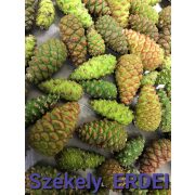 székely fenyőtoboz szörp