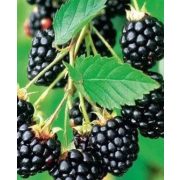 székely szeder szörp