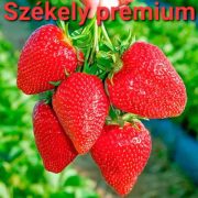 Gyergyóremetei liofilizált (fagyasztva szárított) EPER - 18 g