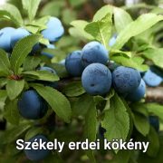 Kézműves Székely főzött lekvár - Erdei Kökény 370gr