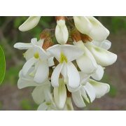 Kézműves székely szörp - Akácvirág 500 ml