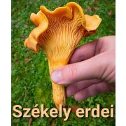 Hargitai Kézműves Erdei Rókagomba krém 200 ml