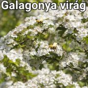 ERDÉLYI BIO VAD GALAGONYA méz 500 gr LF