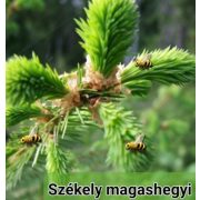 Erdélyi ARANYÉRMES Bio Fenyő méz 950 gr LF