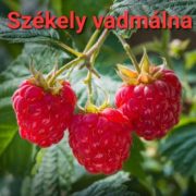 Erdélyi Bio Vad Málna méz 950 gr LF