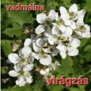 Erdélyi Bio Vad Málna méz 950 gr LF