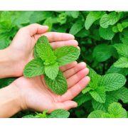 Parajdi sópárna - 1 kg - Kerti Mentával