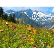 Erdélyi Bio ARANYÉRMES HAVASI MÉZ - 950 g 