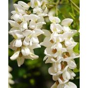 Prémium Székelyföldi Levendulás Akácméz 400 g - EXTRA LEVENDULAKIVONATTAL