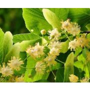 Erdélyi prémium hegyi Hárs méz 950 gr