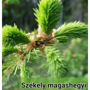 Kézműves székely FENYŐRÜGY szörp VÖRÖS HIBISZKUSSZAL és PITYPANGGAL -  500 ml  (Havasi életerő)
