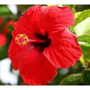 Kézműves székely FENYŐRÜGY szörp VÖRÖS HIBISZKUSSZAL és PITYPANGGAL -  500 ml  (Havasi életerő)