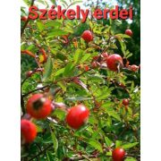 Kézműves Székely szörp - Erdei Csipkebogyó üveges 500 ml